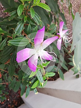 Butiful purple white flower photo