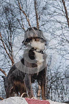 Butifull Black brown dog with wight belly walks in the winter forest