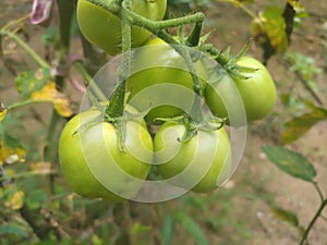 Butifull Green Tomato