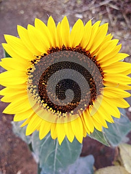 Butifull sunflowers