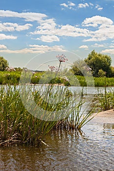 Butomus umbellatus flowers on a background of water and grass