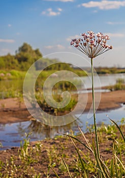 Butomus umbellatus flowers on a background of water and grass