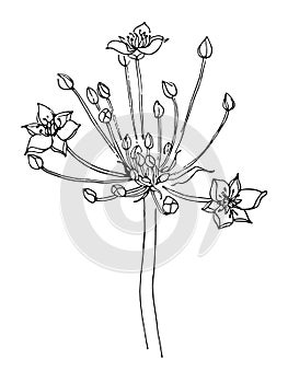 Butomus umbellatus simple vector illlustration. photo