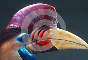 Buton Hornbill