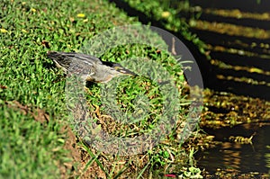 A Butorides striata bird eating fish by the lake