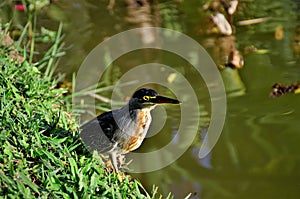 A Butorides striata bird on the lakeside of the city park