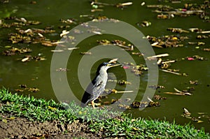 Butorides striata bird looking at lake water