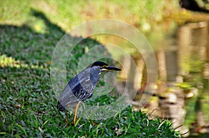 Butorides striata bird looking at pond in park