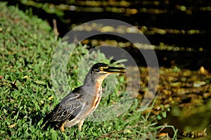 Butorides striata bird with open beak watching the lake intently