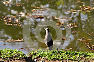Butorides striata bird standing on grass