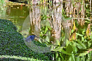 Butorides striata birds on the edge of the city park pond