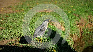 A Butorides striata on the edge of the lake walking