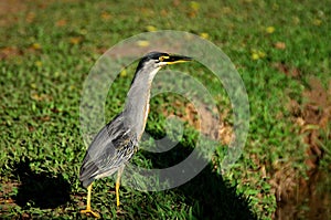 Butorides striata on the grass attentive in the city park