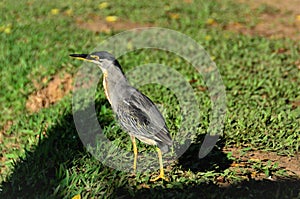 Butorides striata on grass in city park on sunny day