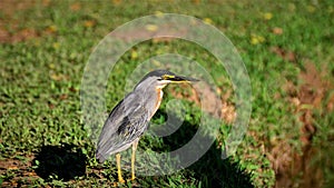 A Butorides striata on the lakeside in the grass