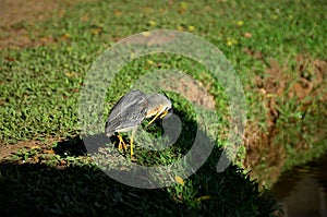 A Butorides striata looking at its feathers