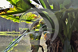 A Butorides striata perched on the branch of typhonodorum lindleyanum