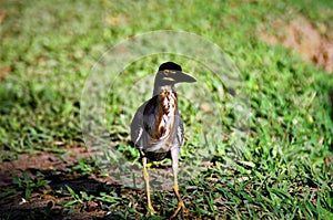 Butorides striata walking through the grass