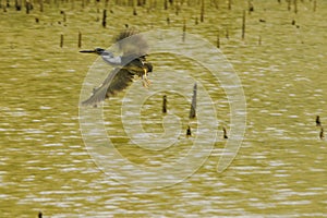 Butorides striatus is flying over water.