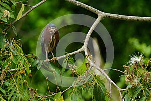 Butorides virescens