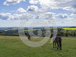 Butser Hill ,Hampshire