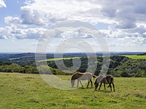 Butser Hill ,Hampshire