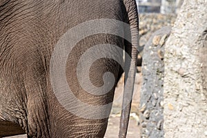 Butt Of A African Elephant At The Artis Zoo Park At Amsterdam The Netherlands 17-3-2023