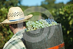 full of grapes