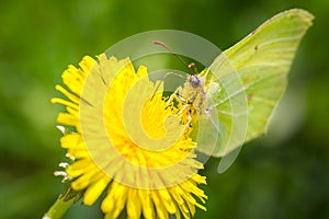 Buttefly on dandelion