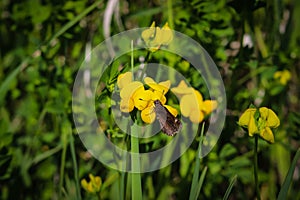 Buttefly on a flower