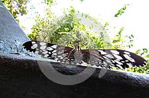 Buttefly with Heart Patterns on its Wings Standing with Open Win