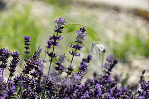 Buttefly on lavender flower. Slovakia