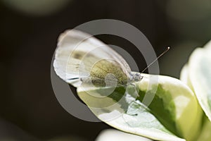 Buttefly on a leaf