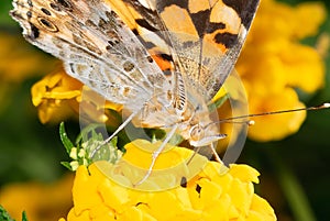 Buttefly macro photo on a plant drinking nectar.