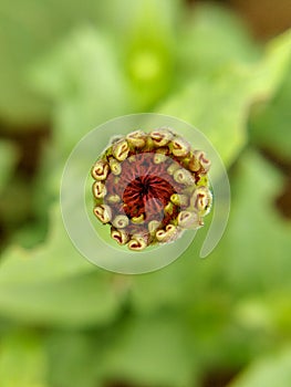 Butten Rose flower in garden