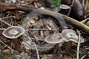 The Butter Cap (Rhodocollybia butyracea) is an edible mushroom photo