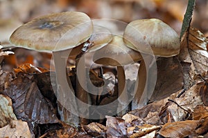 The Butter Cap (Rhodocollybia butyracea) is an edible mushroom photo