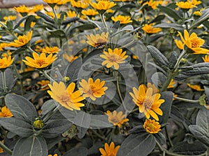 Butter daisies. Melampodium paludosum is a charming relative of the popular aster.