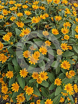 Butter daisies. Melampodium paludosum is a charming relative of the popular aster.