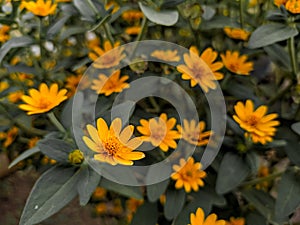 Butter daisies. Melampodium paludosum is a charming relative of the popular aster.