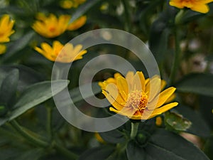 Butter daisies. Melampodium paludosum is a charming relative of the popular aster.