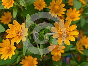 Butter daisies. Melampodium paludosum is a charming relative of the popular aster.