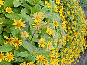 Butter Daisy Flower