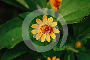 A Butter Daisy or Melampodium Paludosum or Gold Medallion Flower or Star Daisy \'Showstar