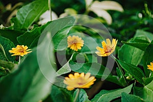 Butter Daisy or Melampodium Paludosum or Gold Medallion Flower or Star Daisy \'Showstar