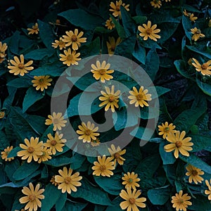 Butter daisy & x28;Melampodium paludosum& x29; nicknamed the mini sunflower plant