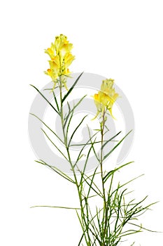 Butter and egg toadflax flowers (Linaria vulgaris) photo