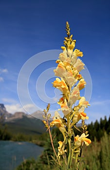 Butter and Eggs Flower in the Rockies
