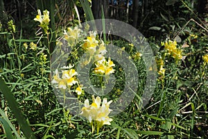 butter-and-eggs Linaria vulgaris, also called yellow toadflax or common toadflax, perennial herbaceous plant of the