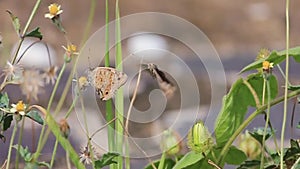 Butter fly nectar flower hunting